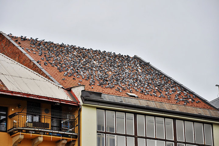 A2B Pest Control are able to install spikes to deter birds from roofs in Cann Hall. 