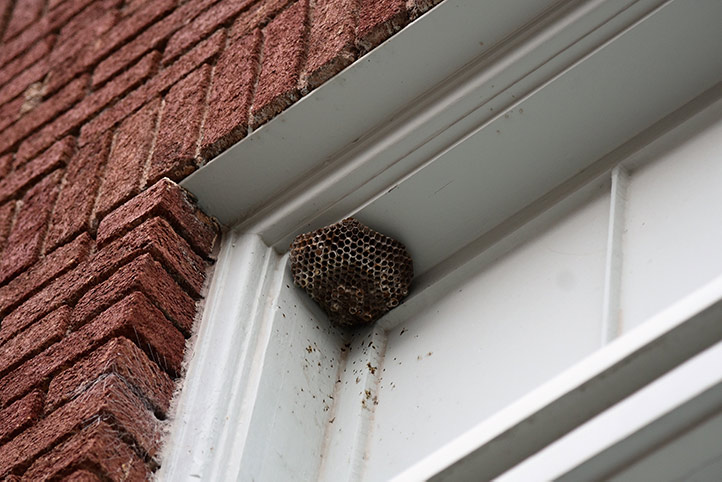 We provide a wasp nest removal service for domestic and commercial properties in Cann Hall.
